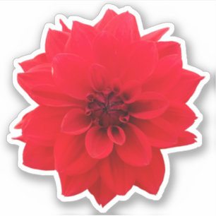 Sticker Floral Dahlia Rouge
