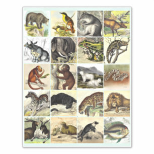 Sticker Forest, Jungle And Ocean Animal Collage sheet Art