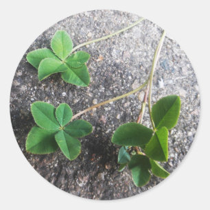 Sticker Four Leaf Clovers