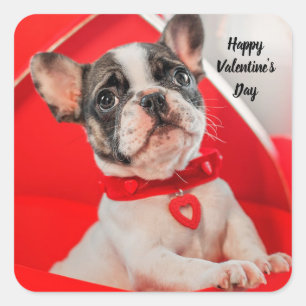 Sticker français pour chien de taureau de Valentin