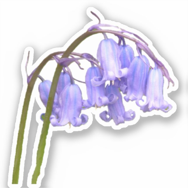Sticker für die englische Bluebell-Blume (Vorderseite)