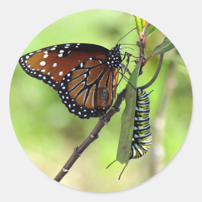 Sticker für die Raupe Queen Butterfly und Monarch (Vorderseite)