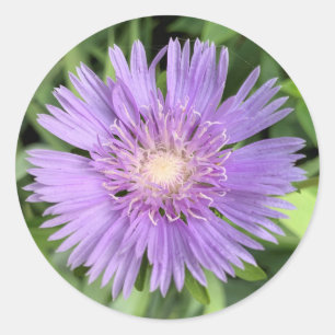 Sticker für Stokes aster (Stokesia laevis)