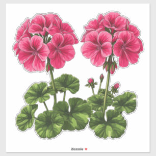 Sticker Géraniums roses vibrants avec des feuilles vertes 