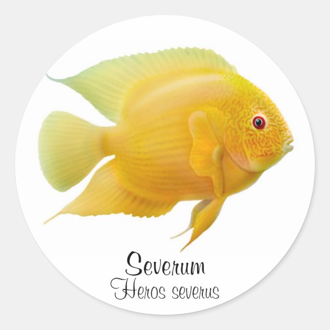 Sticker Gold Severum Cichlid (Devant)