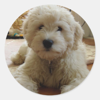 Sticker Goldendoodle