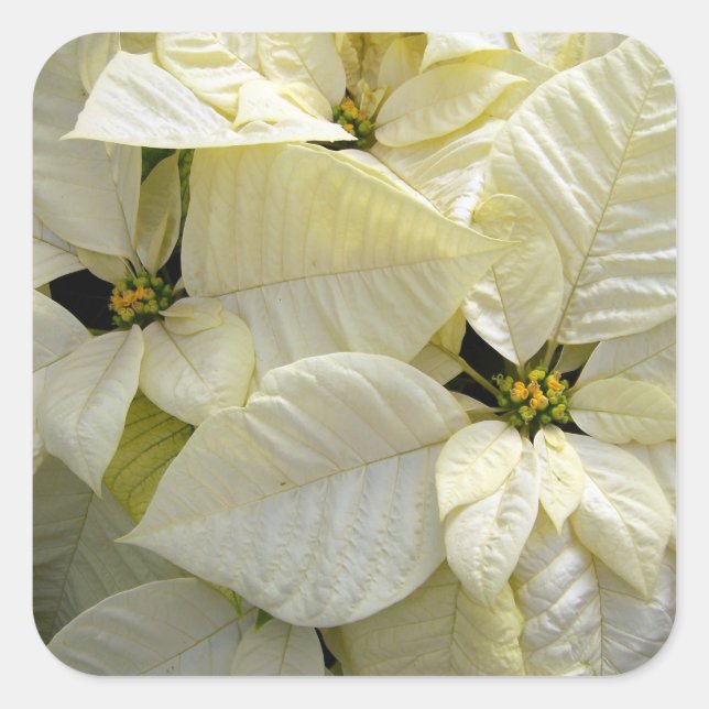 Sticker grand Carré Poinsettia blanc (Devant)