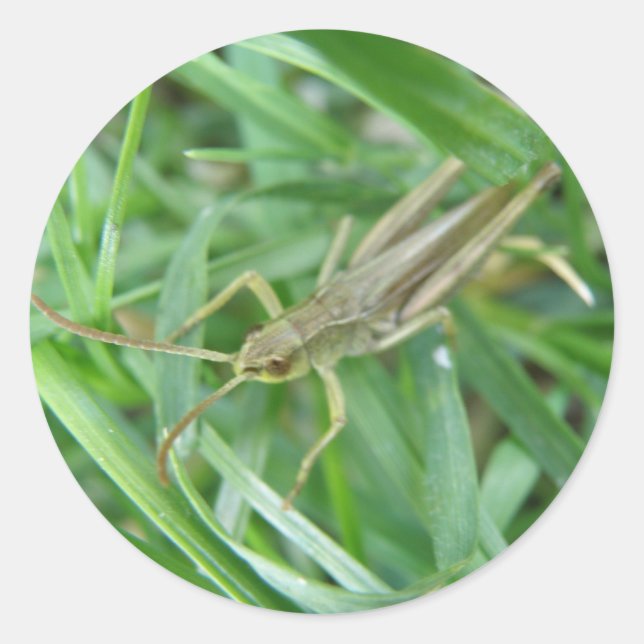 Sticker Grasshopper (Devant)