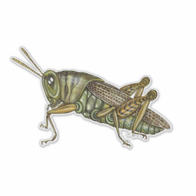 Sticker Grasshopper vert (Devant)