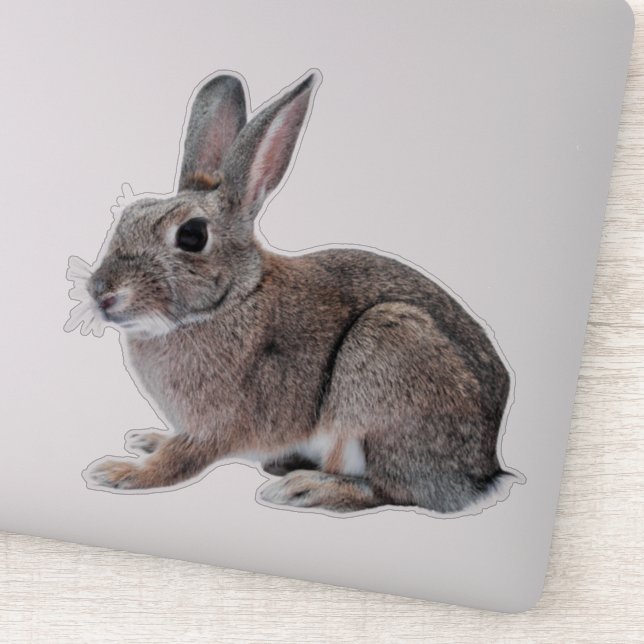 Sticker Gray Cottontail Rabbit Pet Bunny  (Détail)