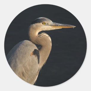 Sticker Great Blue Heron