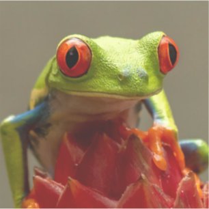 Sticker Grenouille arborée aux yeux rouges au Costa Rica