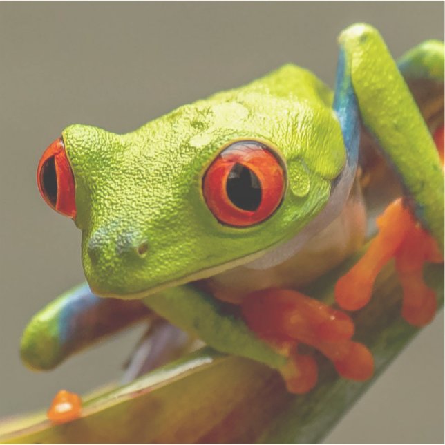 Sticker Grenouille tropicale cool prête à sauter photo (Devant)