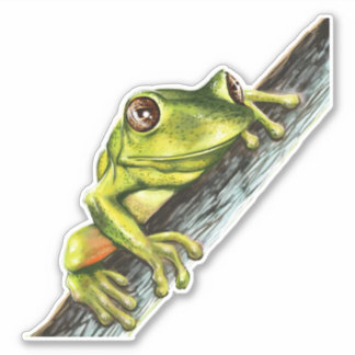 Sticker Grenouille verte sur une branche avec de gros yeux