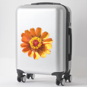 Sticker Gros plan de la fleur de zinnia orange