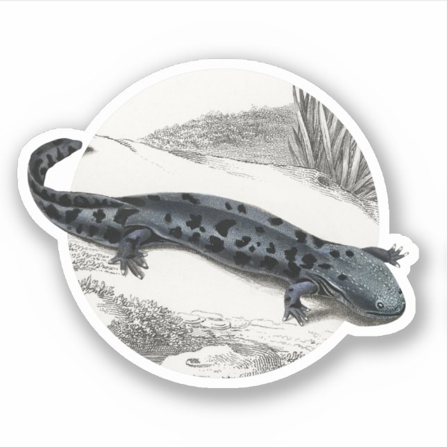 Sticker Hellbender Salamander (Devant)