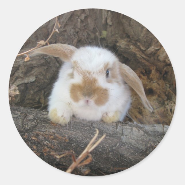 Sticker Holland Lop (Devant)