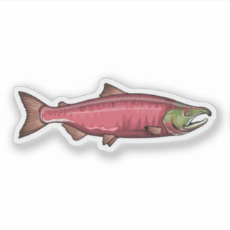 Sticker Illustration de la phase de frai du Saumon coho