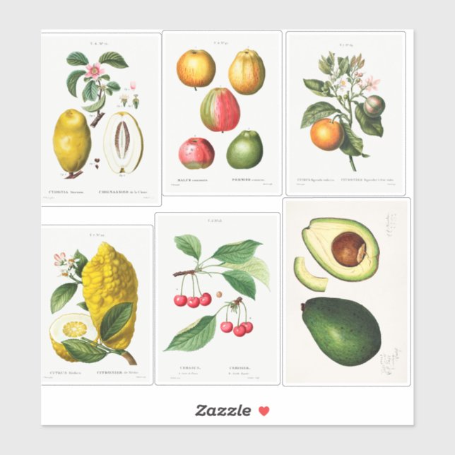 Sticker Illustrations botaniques (Feuille)