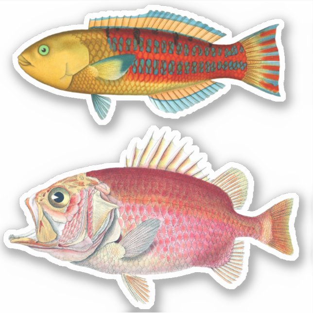 Sticker Impression Artiste Poisson Tropical Illustration V (Devant)