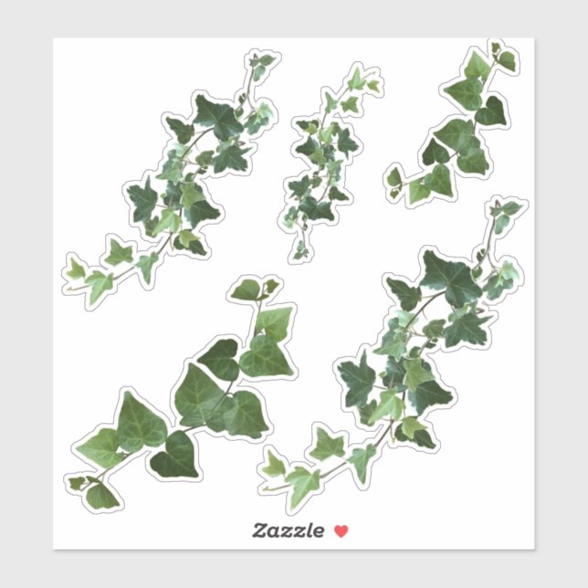 Sticker Ivy Variegated and English Ivy Vines et Feuille (Feuille)