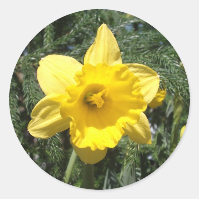 Sticker Jaune Daffodique (Devant)