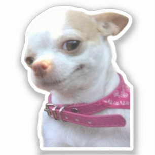 Sticker Joli Chihuahua Chig Meme