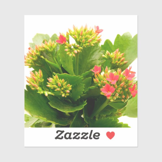 Sticker Kalanchoe blossfeldiana (Feuille)