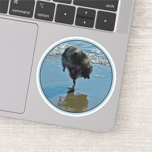 Sticker Keeshond Ballet Photographie - Joli chien d'origin