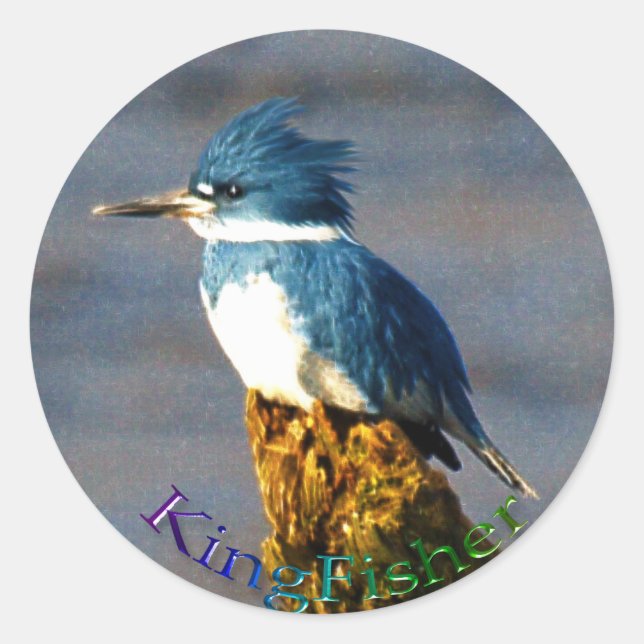 Sticker Kingfisher Bird Wildlife (Devant)