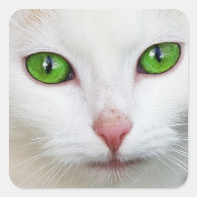 Sticker Kitty "Green Eyes" (Devant)
