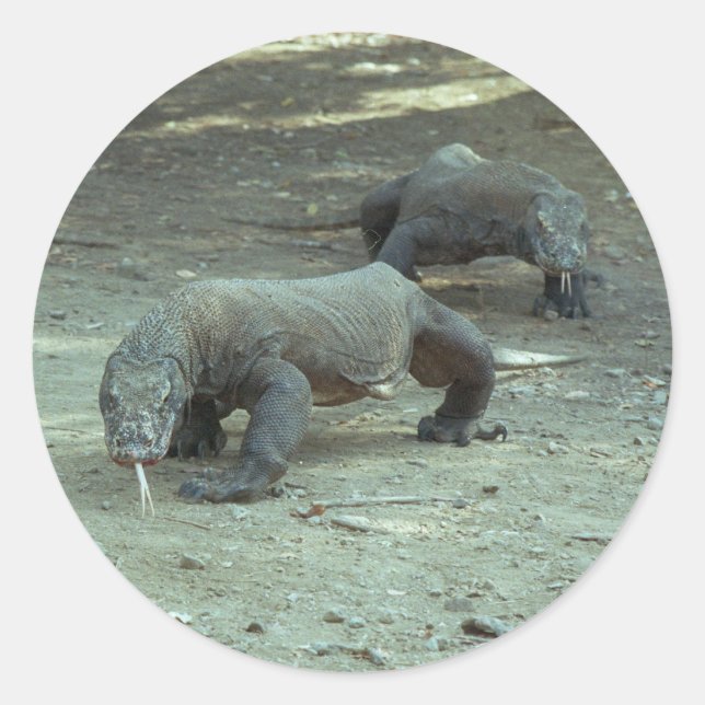 Sticker Komodo Dragon (Devant)