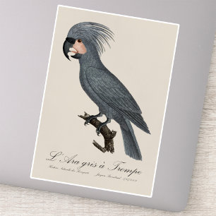 Sticker L’Ara gris à Trompe / Cockatoo Palm gris