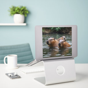 Sticker La Nage Des Capybaras Dans La Rivière,
