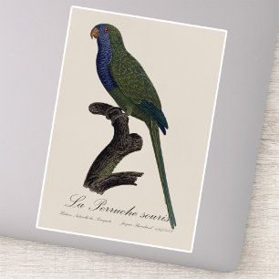 Sticker La Perruche souris / Monk Parakeet