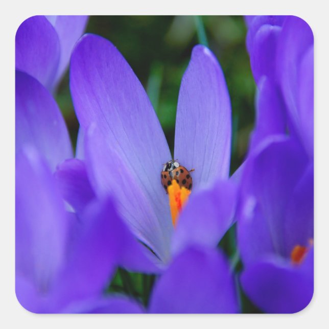 Sticker Ladybird (Devant)