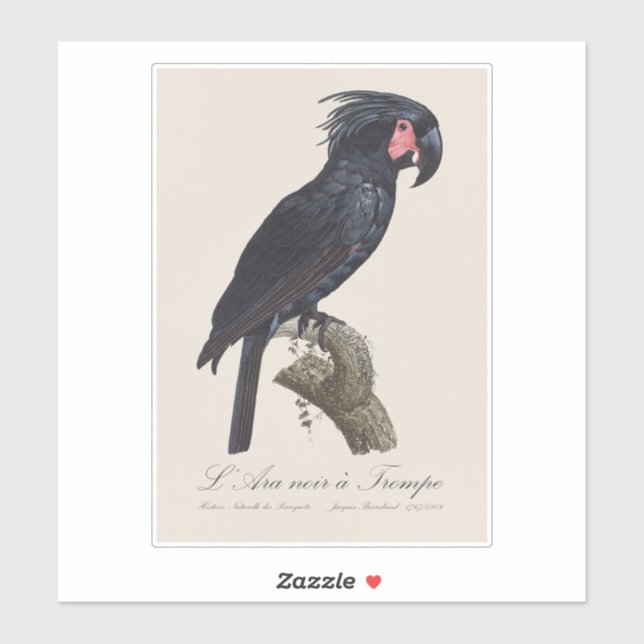 Sticker L'Ara Noir a Trompe / Palm Cockatoo (Feuille)