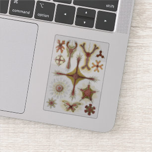 Sticker L'art de la nature Ernst Haeckel vintage Discoidea