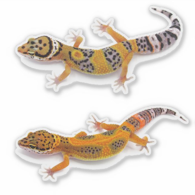 Sticker Leopard Gecko Lizard (Devant)