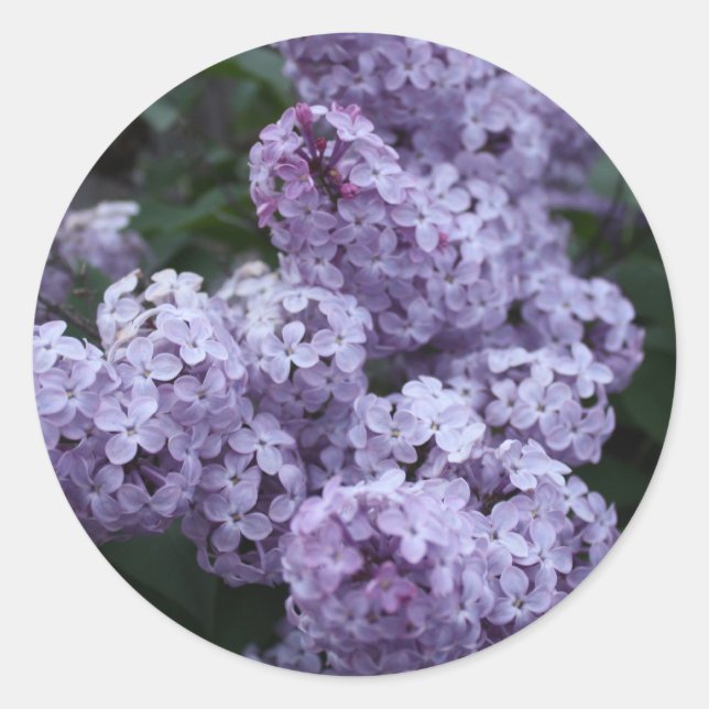 Sticker Lilac Flowers (Devant)