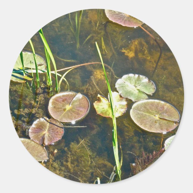 Sticker Lily Pads (Devant)