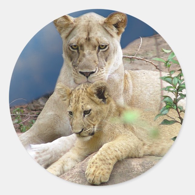 Sticker lioness et Cub (Devant)