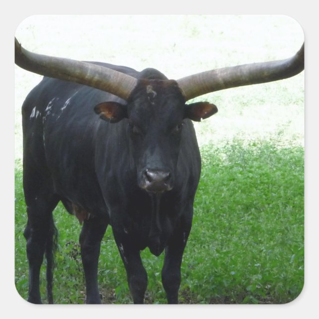Sticker Longhorn Bull (Devant)