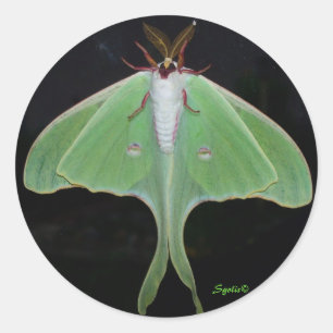Sticker Luna Moth