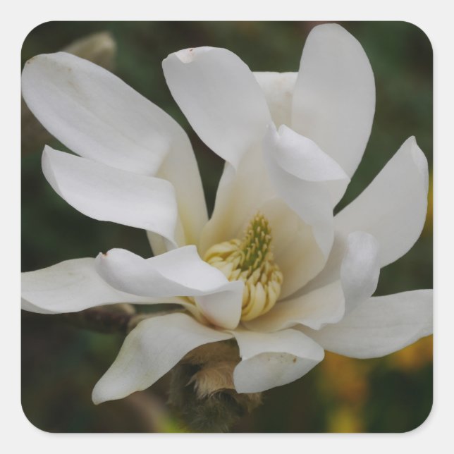 Sticker Magnolia Star Blanc (Devant)