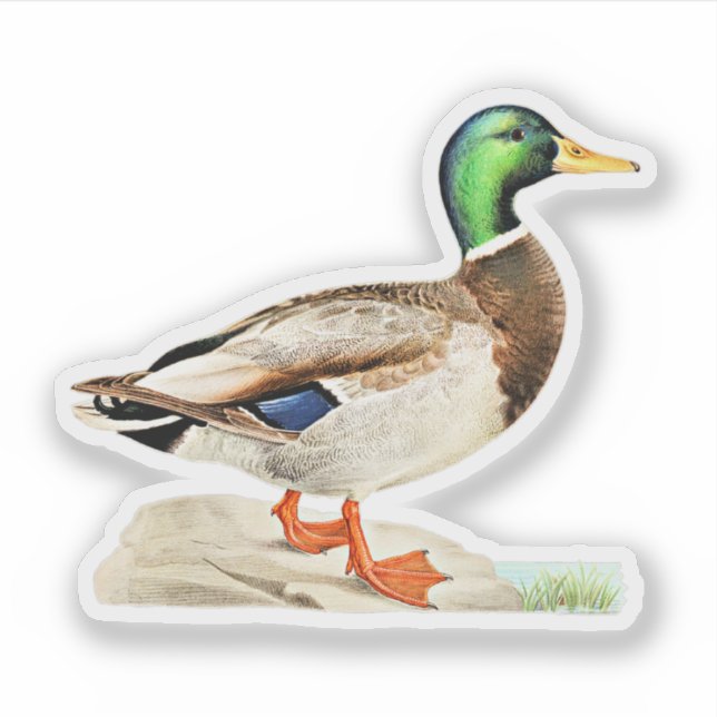 Sticker Mallard Duck (Devant)
