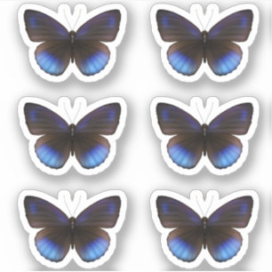 Sticker Mariage Bleu et Noir Papillon