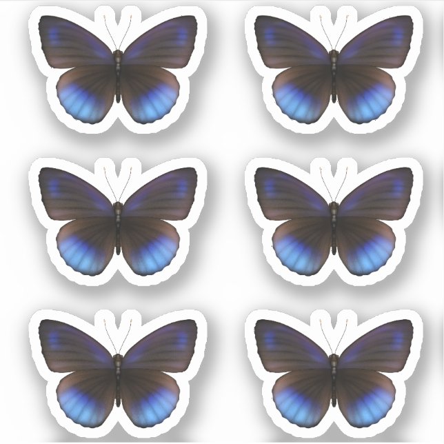 Sticker Mariage Bleu et Noir Papillon (Devant)