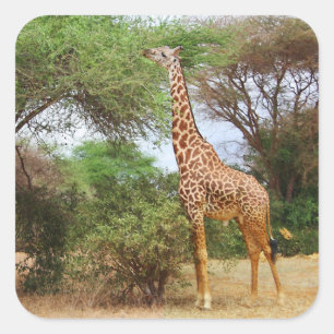 Sticker Masai Giraffe