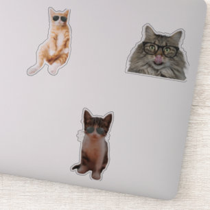 Sticker Mèmes de chats cool